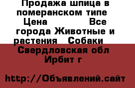 Продажа шпица в померанском типе › Цена ­ 20 000 - Все города Животные и растения » Собаки   . Свердловская обл.,Ирбит г.